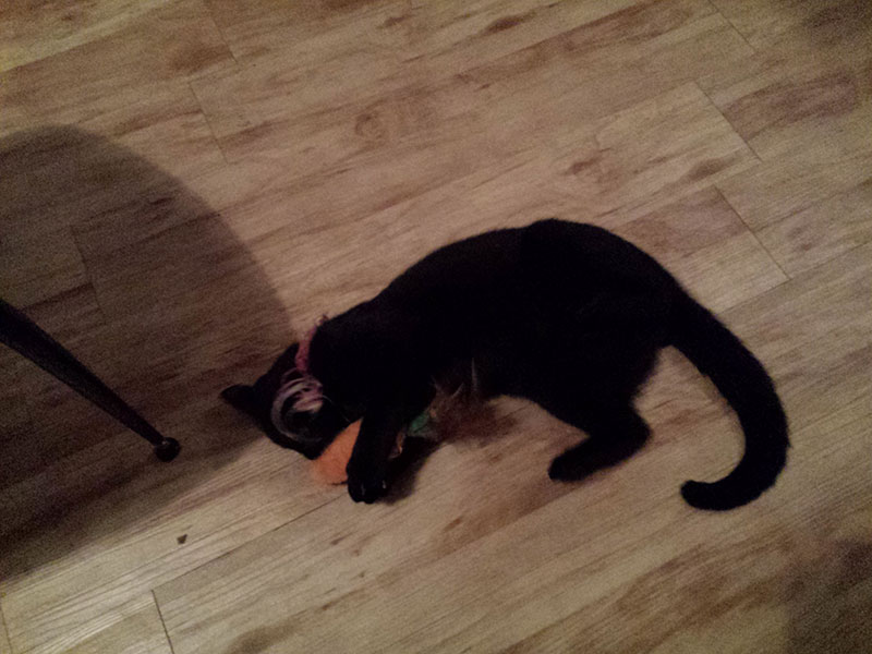 adult black kitty cat